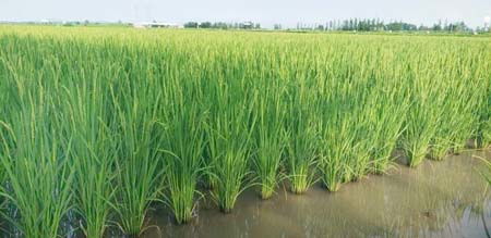 厚植品牌发展基础 推广农业名片集群——专访襄阳市农业农村局及企业代表