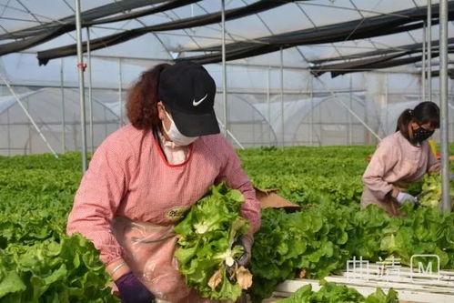 云南陆良启程22吨绿色蔬菜支援武汉，初级农产品传递温暖与力量