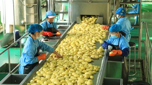 西和乞巧劳务品牌 初级农产品助力2025年创收近35亿元的启示
